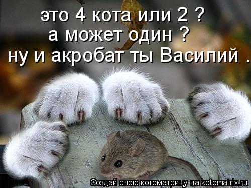 это 4 кота или 2 ? а может один ? ну и акробат ты Василий ...... Котоматрица: это 4 кота или 2 ? а может один ? ну и акробат ты Василий ...