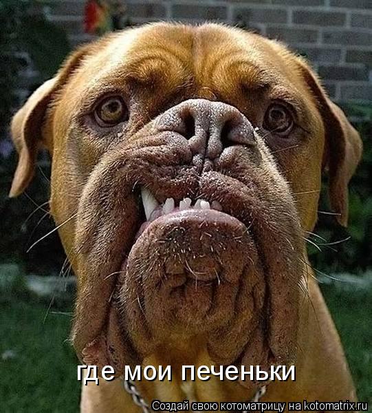 Котоматрица: где мои печеньки