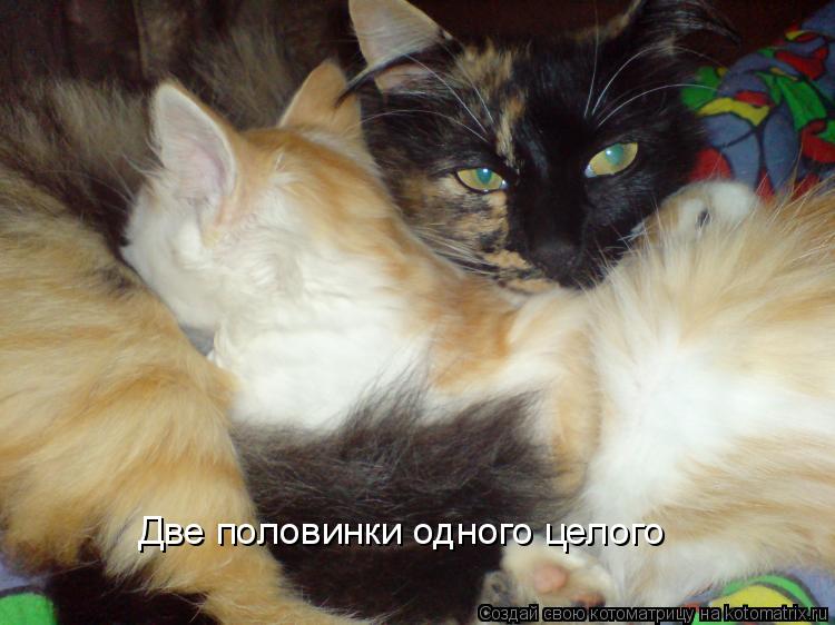 Котоматрица: Две половинки одного целого