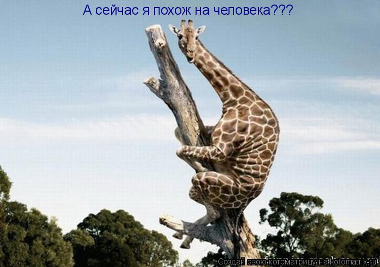 Котоматрица: А сейчас я похож на человека???