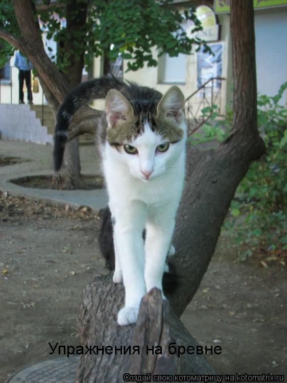 Котоматрица: Упражнения на бревне