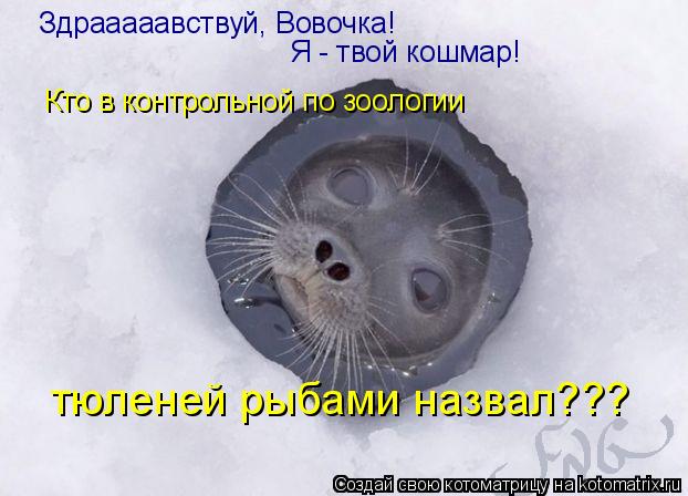 Котоматрица: Здрааааавствуй, Вовочка! Я - твой кошмар! Кто в контрольной по зоологии тюленей рыбами назвал???