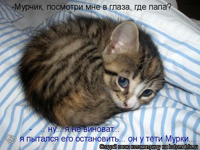 Котоматрица: -Мурчик, посмотри мне в глаза, где папа? -Єєєє.. ну... я не виноват...  я пытался его остановить... он у тёти Мурки...