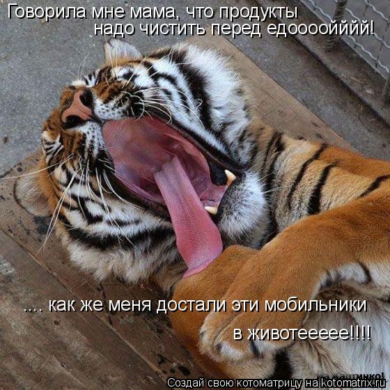 Котоматрица: Говорила мне мама, что продукты надо чистить перед едоооойййй! в животеееее!!!! .... как же меня достали эти мобильники