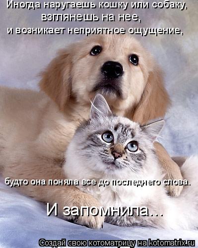 Котоматрица: Иногда наругаешь кошку или собаку, взглянешь на нее, и возникает неприятное ощущение, будто она поняла все до последнего слова. И запомнила.