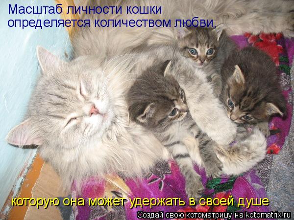 Котоматрица: Масштаб личности кошки  определяется количеством любви,  которую она может удержать в своей душе