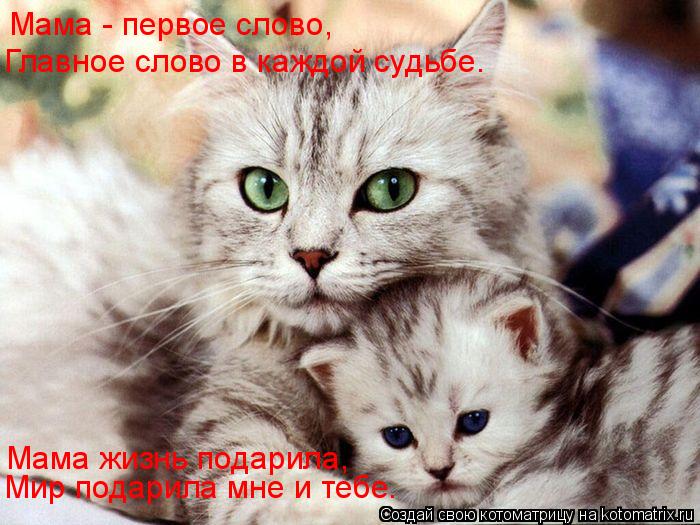 Котоматрица: Мама жизнь подарила, Мама - первое слово, Главное слово в каждой судьбе. Мир подарила мне и тебе.