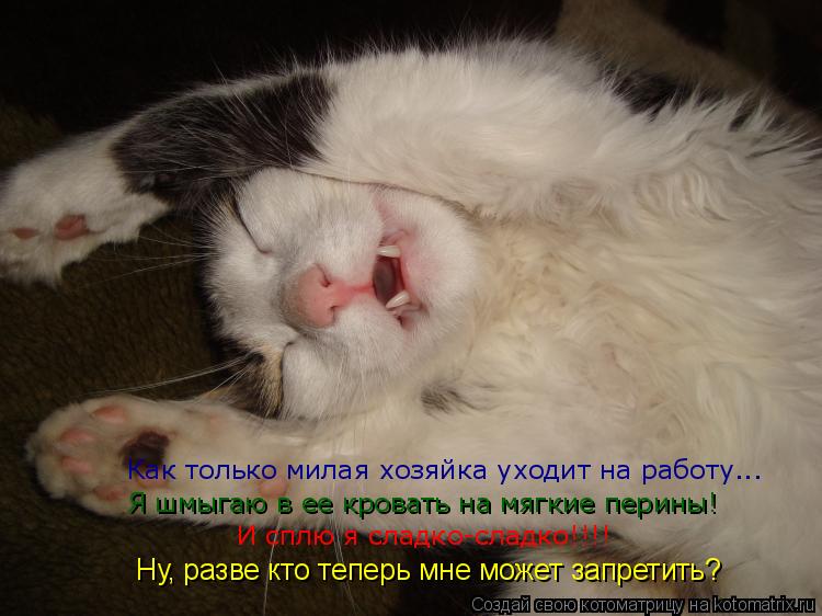 Котоматрица: Ну, разве кто теперь мне может запретить? И сплю я сладко-сладко!!!! Я шмыгаю в ее кровать на мягкие перины! Как только милая хозяйка уходит на 