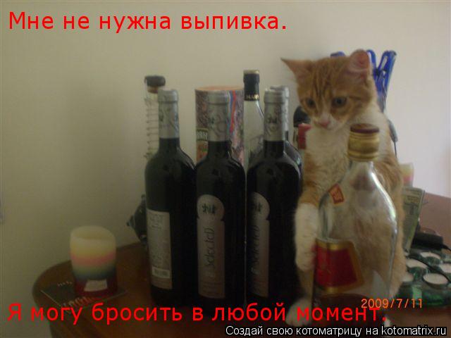 Котоматрица: Мне не нужна выпивка. Я могу бросить в любой момент.