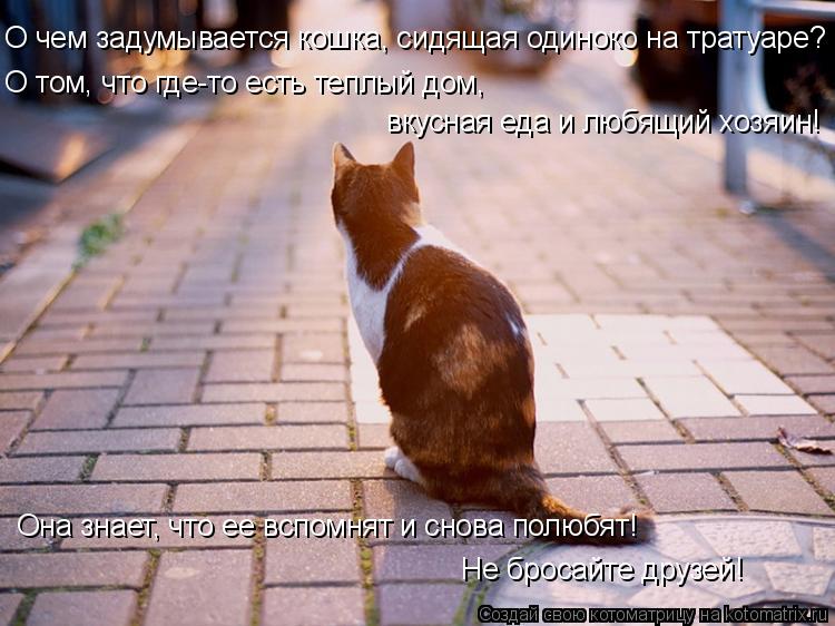 О чем задумывается кошка, сидящая одиноко на тратуаре? О том, что где-то есть теплый дом, вкусная ед... Котоматрица: О чем задумывается кошка, сидящая одиноко на тратуаре? О том, что где-то есть теплый дом, вкусная еда и любящий хозяин! Она знает, что ее вспо