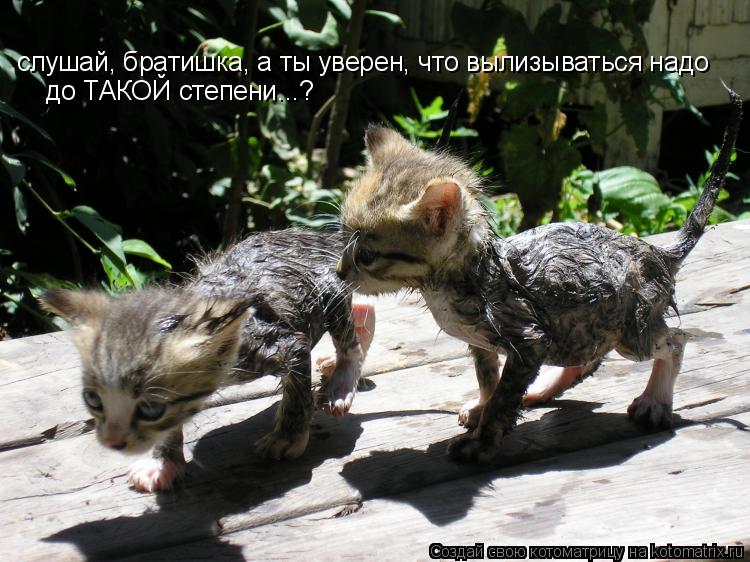 слушай, братишка, а ты уверен, что вылизываться надо до ТАКОЙ степени...?... Котоматрица: слушай, братишка, а ты уверен, что вылизываться надо до ТАКОЙ степени...?