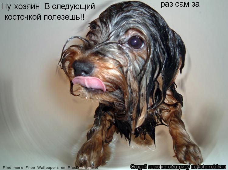 Ну, хозяин! В следующий раз сам за косточкой полезешь!!!... Котоматрица: Ну, хозяин! В следующий раз сам за косточкой полезешь!!!