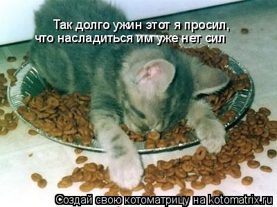 Так долго ужин этот я просил, что насладиться им уже нет сил... Котоматрица: Так долго ужин этот я просил, что насладиться им уже нет сил