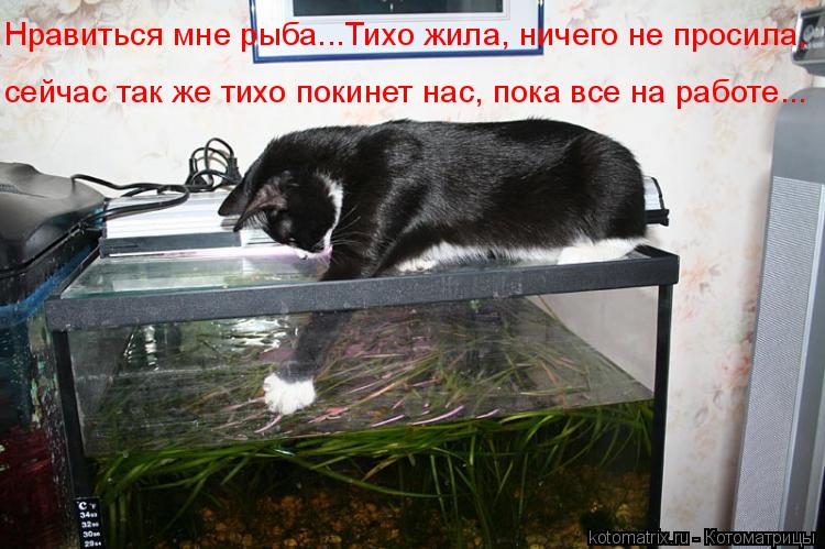 Нравиться мне рыба...Тихо жила, ничего не просила, сейчас так же тихо покинет нас, пока все на работе... Котоматрица: Нравиться мне рыба...Тихо жила, ничего не просила, сейчас так же тихо покинет нас, пока все на работе...