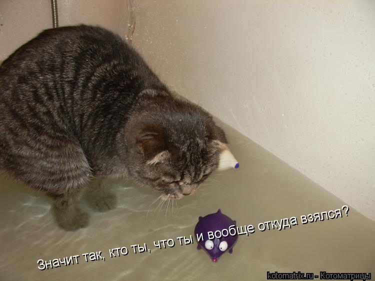 Значит так, кто ты, что ты и вообще откуда взялся?... Котоматрица: Значит так, кто ты, что ты и вообще откуда взялся?