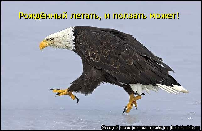 Рождённый летать, и ползать может!... Котоматрица: Рождённый летать, и ползать может!