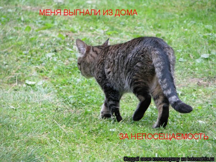 МЕНЯ ВЫГНАЛИ ИЗ ДОМА ЗА НЕПОСЕЩАЕМОСТЬ... Котоматрица: МЕНЯ ВЫГНАЛИ ИЗ ДОМА ЗА НЕПОСЕЩАЕМОСТЬ