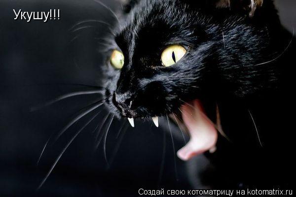 Укушу!!!... Котоматрица: Укушу!!!