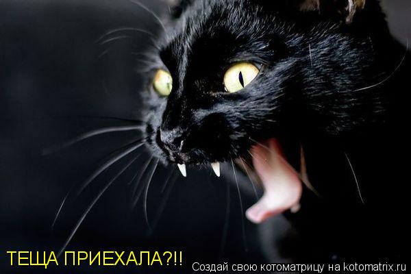 ТЕЩА ПРИЕХАЛА?!!... Котоматрица: ТЕЩА ПРИЕХАЛА?!!