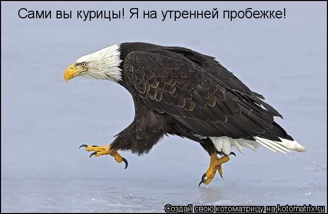Сами вы курицы! Я на утренней пробежке!... Котоматрица: Сами вы курицы! Я на утренней пробежке!