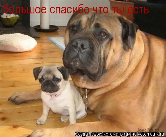 большое спасибо что ты есть... Котоматрица: большое спасибо что ты есть