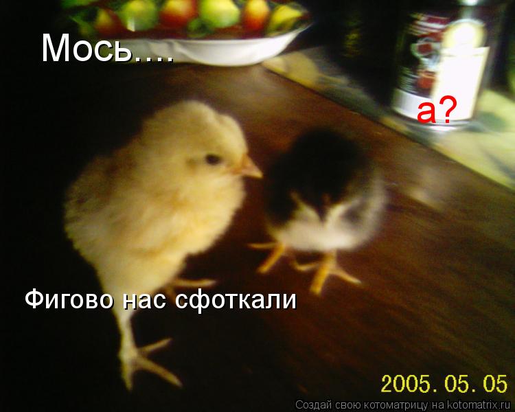 Мось.... а? Фигово нас сфоткали... Котоматрица: Мось.... а? Фигово нас сфоткали