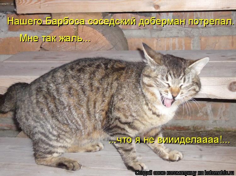 Нашего Барбоса соседский доберман потрепал. ...что я не виииделаааа!... Мне так жаль...... Котоматрица: Нашего Барбоса соседский доберман потрепал. ...что я не виииделаааа!... Мне так жаль...