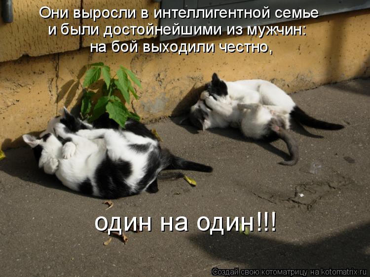 Они выросли в интеллигентной семье и были достойнейшими из мужчин: на бой выходили честно, один на од... Котоматрица: Они выросли в интеллигентной семье и были достойнейшими из мужчин: на бой выходили честно, один на один!!!