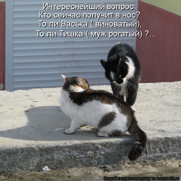 Интереснейший вопрос: Кто сейчас получит в нос? То ли Васька ( виноватый), То ли Тишка ( муж рогатый)... Котоматрица: Интереснейший вопрос: Кто сейчас получит в нос? То ли Васька ( виноватый), То ли Тишка ( муж рогатый) ?...