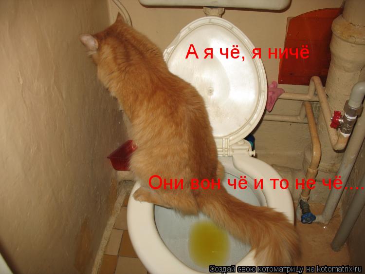 Котоматрица: А я чё, я ничё Они вон чё и то не чё.....
