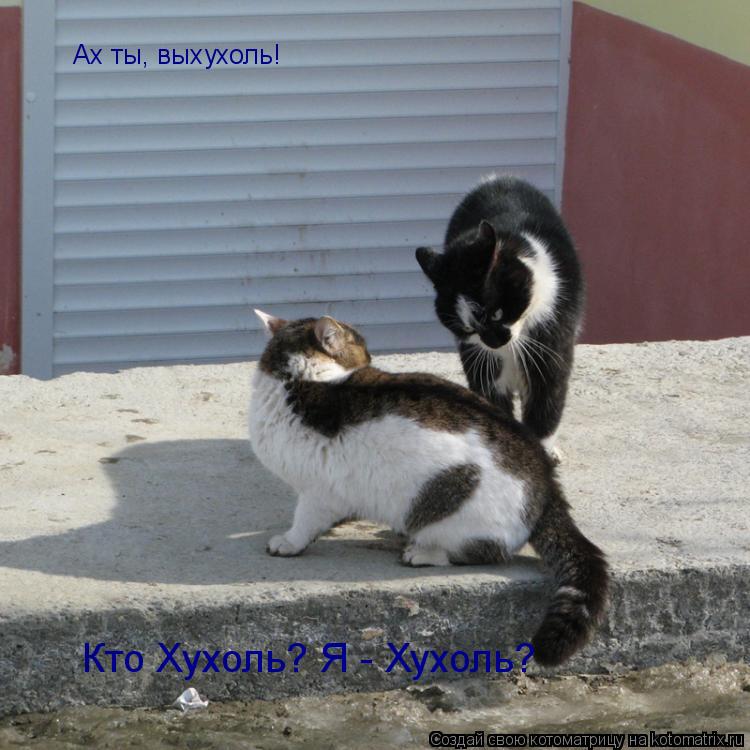 Котоматрица: Ах ты, выхухоль! Кто Хухоль? Я - Хухоль?
