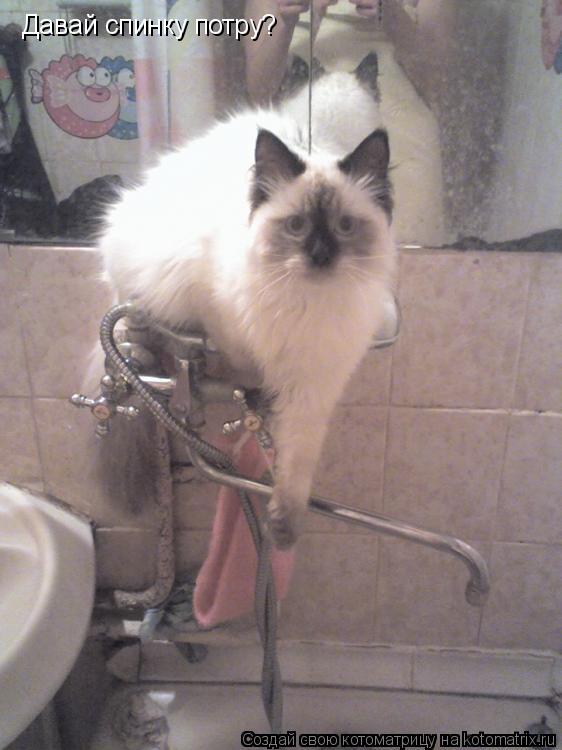 Котоматрица: Давай спинку потру?
