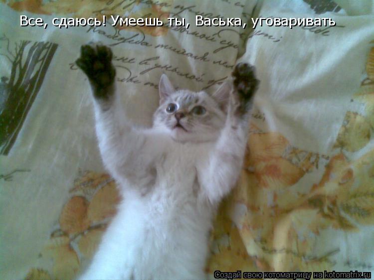 Котоматрица: Все, сдаюсь! Умеешь ты, Васька, уговаривать