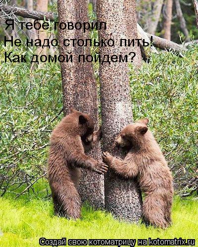 Котоматрица: Я тебе говорил Не надо столько пить! Как домой пойдем?