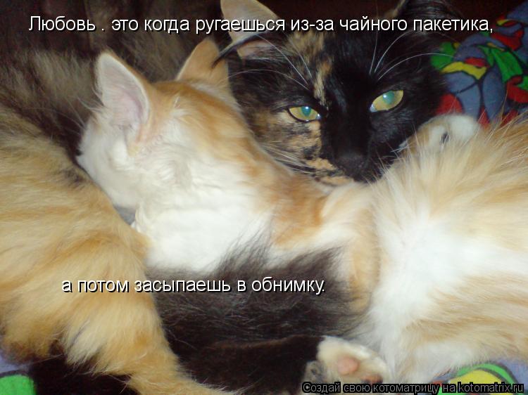 Котоматрица: Любовь – это когда ругаешься из-за чайного пакетика,   а потом засыпаешь в обнимку.