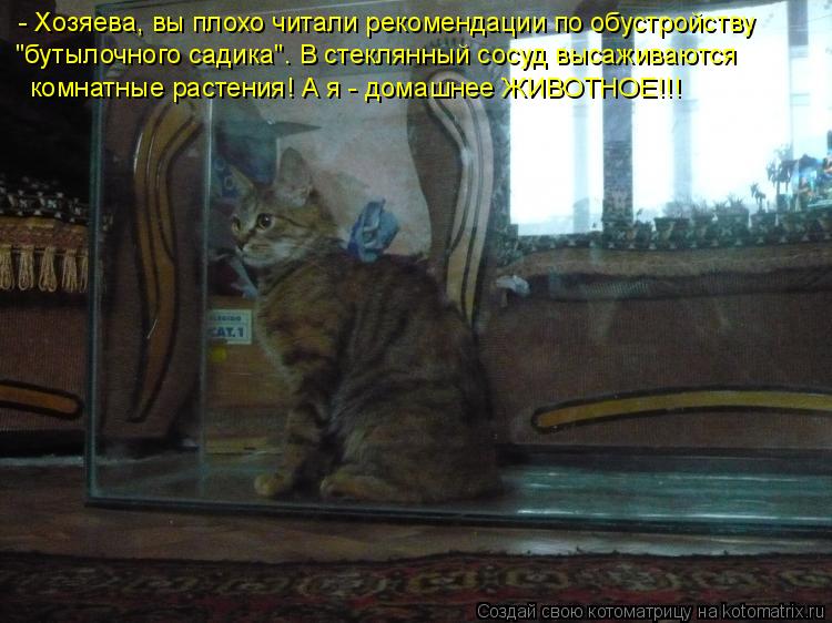 Котоматрица: - Хозяева, вы плохо читали рекомендации по обустройству "бутылочного садика". В стеклянный сосуд высаживаются комнатные растения! А я - дома