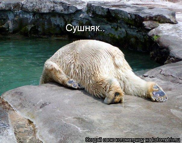 Котоматрица: Сушняк..