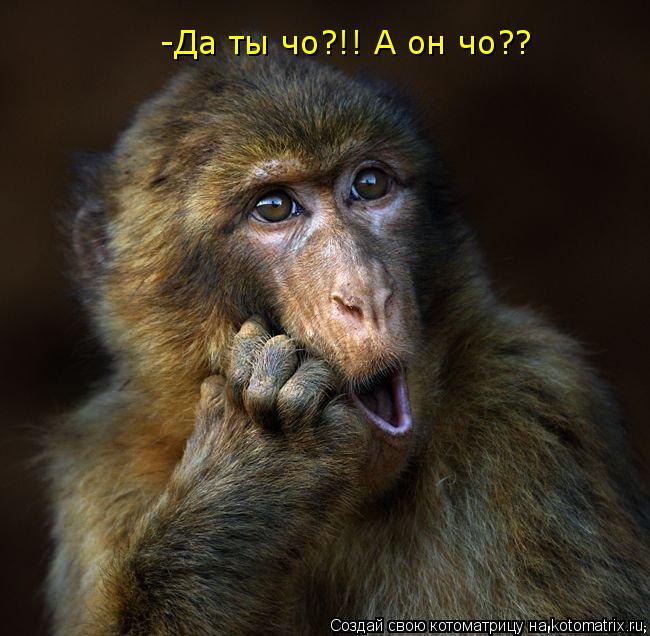 Котоматрица: -Да ты чо?!! А он чо??