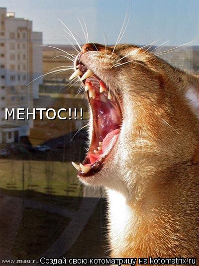 Котоматрица: МЕНТОС!!!
