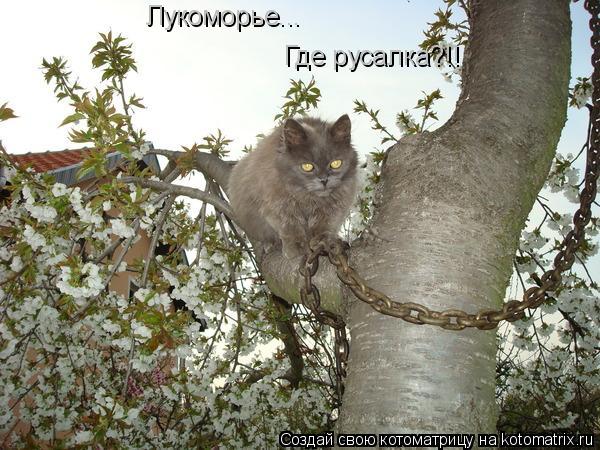 Где русалка?!! Лукоморье...... Котоматрица: Где русалка?!! Лукоморье...