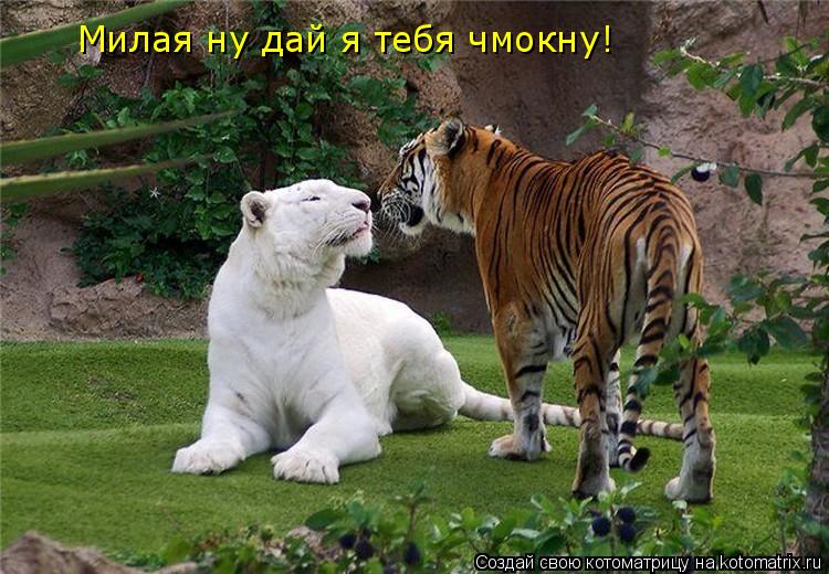Котоматрица: Милая ну дай я тебя чмокну!
