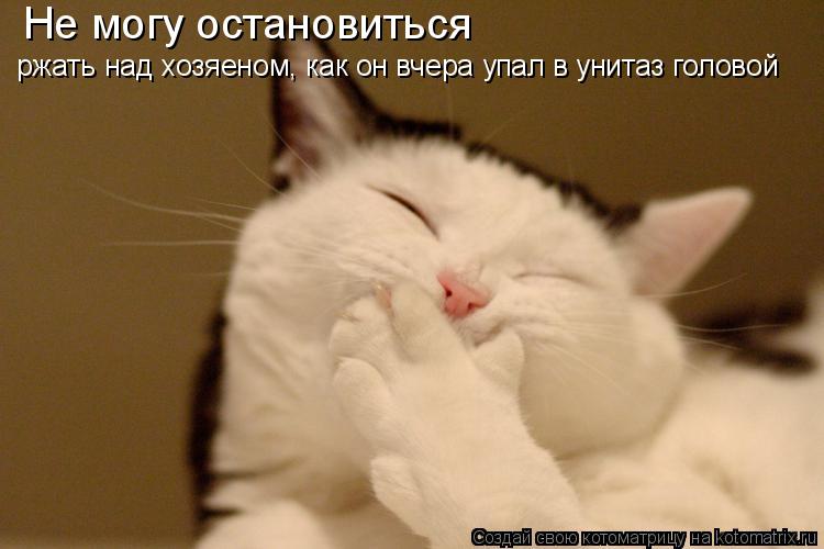 Котоматрица: Не могу остановиться  ржать над хозяеном, как он вчера упал в унитаз головой
