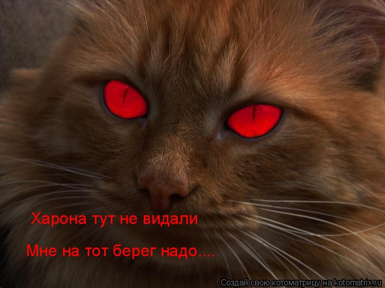 Котоматрица: Харона тут не видали Мне на тот берег надо....