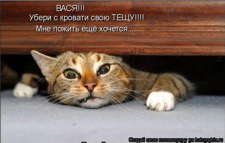 ВАСЯ!!! Убери с кровати свою ТЕЩУ!!!! Мне пожить ещё хочется........ Котоматрица: ВАСЯ!!! Убери с кровати свою ТЕЩУ!!!! Мне пожить ещё хочется.....