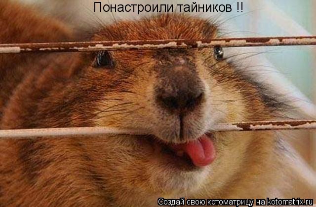 Котоматрица: Понастроили тайников !!