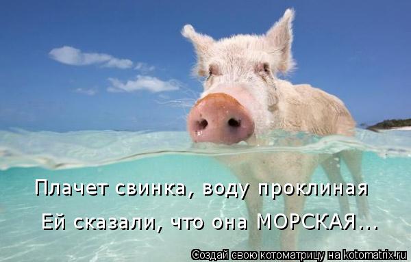 Плачет свинка, воду проклиная Ей сказали, что она МОРСКАЯ...... Котоматрица: Плачет свинка, воду проклиная Ей сказали, что она МОРСКАЯ...