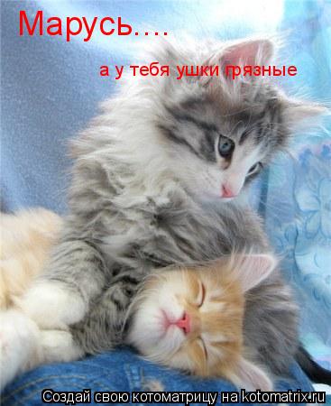 Котоматрица: а у тебя ушки грязные Марусь....