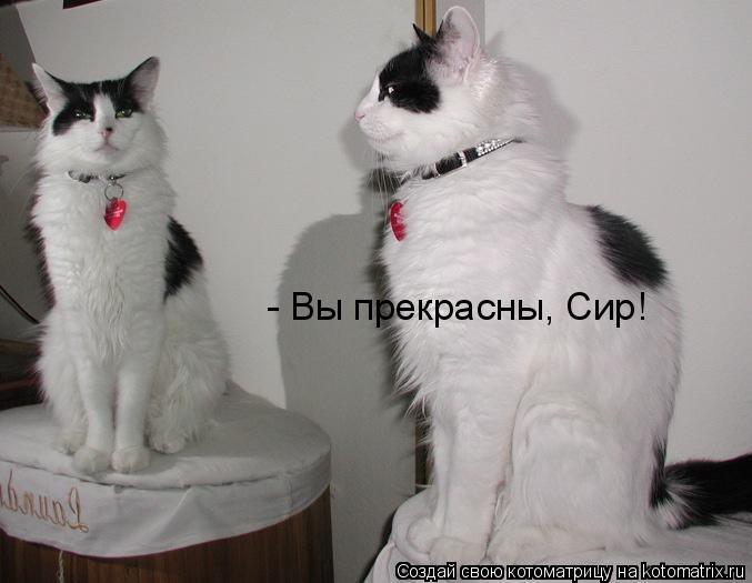 Котоматрица: - Вы прекрасны, Сир!