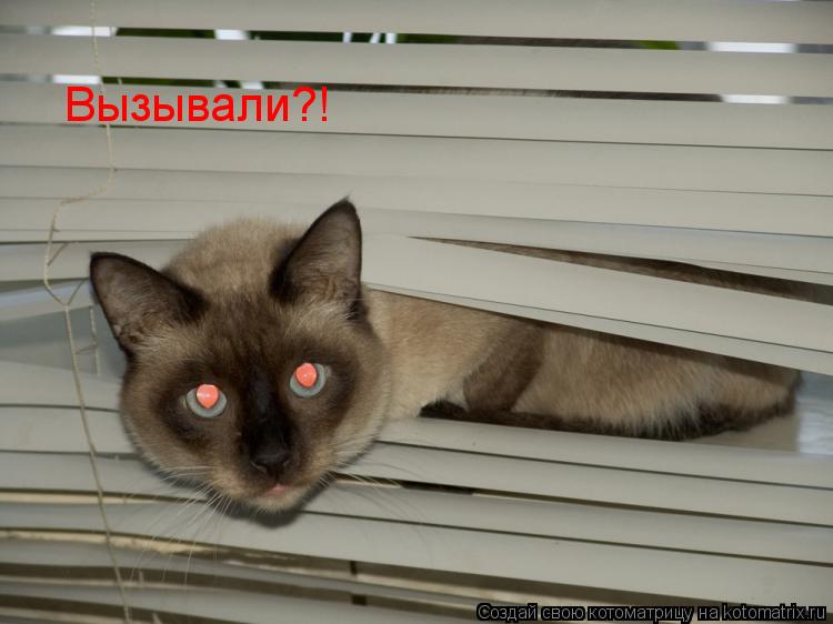 Котоматрица: Вызывали?!