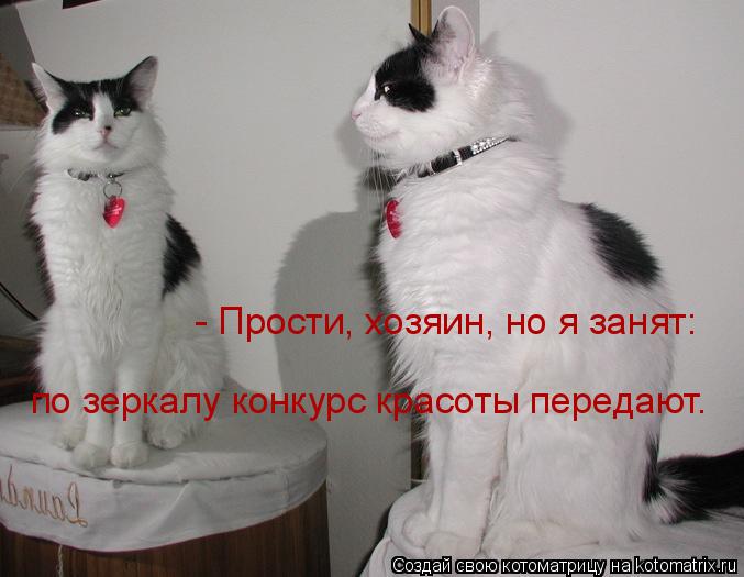 - Прости, хозяин, но я занят: по зеркалу конкурс красоты передают.... Котоматрица: - Прости, хозяин, но я занят: по зеркалу конкурс красоты передают.